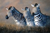 Zebras (NPI 19054)
