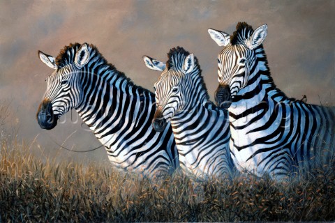 Zebras NPI 19054