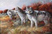 Three wolves (NPI 25034)