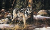 Solitary wolf (NPI 25008)