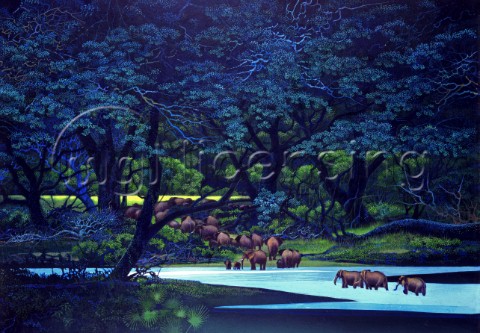 Midnight forest elephants