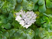 White Green Flower