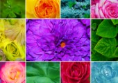 floral_colors2