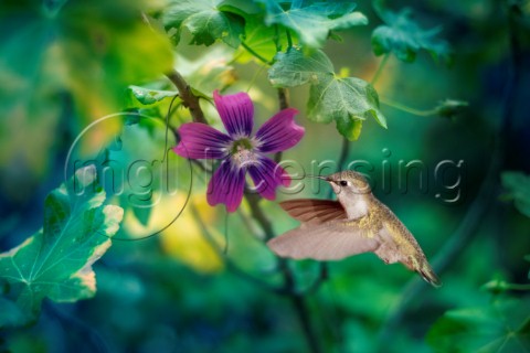 Purple Hummingbird Dewdrop