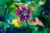 Purple Hummingbird Dewdrop (Variant 1)