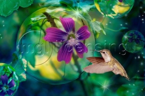 Purple Hummingbird Dewdrop Variant 1