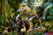 Shaped image of Black panther, Jaguars, cubs, white tiger, waterfalls, mountains, jungle