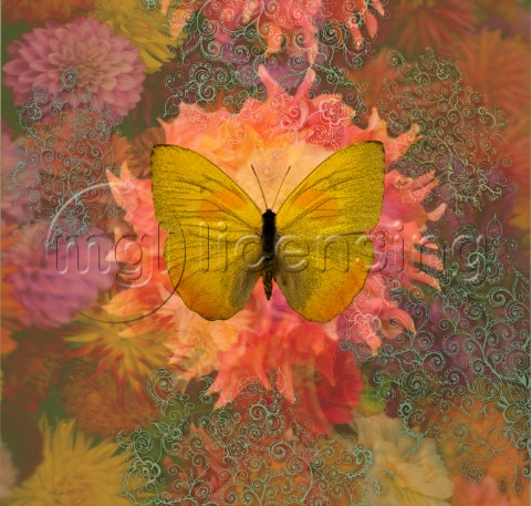 Butterfly Yellow DahliaSQ
