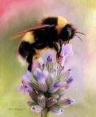 Bumble bee on flower