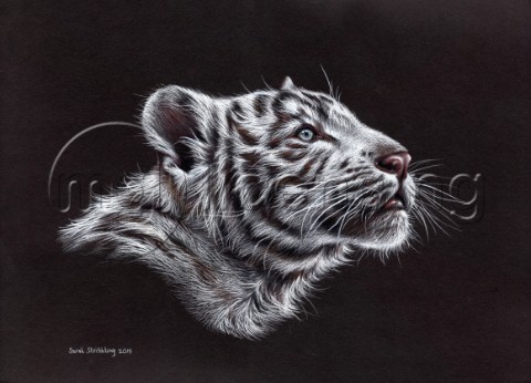 White tiger cub drawn in pastel pitt pencils