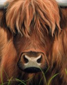 Highland cow oil on canvas