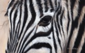 Zebra oil on canvas