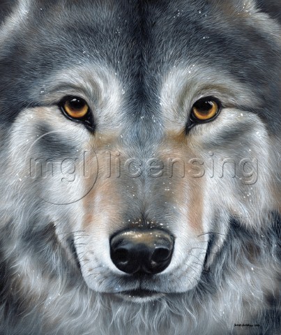 Grey Wolf Face