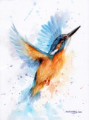 Kingfisherwatercolour