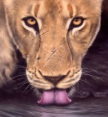 Oil painting of a lioness drinking whilst looking forward at the viewer
