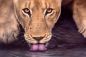 Oil painting of a lioness drinking whilst looking forward at the viewer
