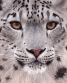 Detailed painting of a snow leopards face