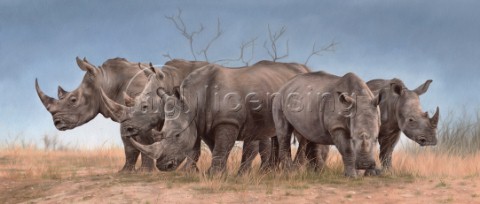 White Rhinos Panoramic