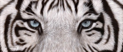 White Tiger Eyes