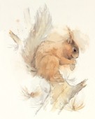 Squirrel 2.jpg