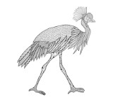 Neeti-Bird-Crowned Crane
