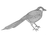 Neeti-Bird-Magpie