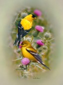 goldfinch & thistle cps190