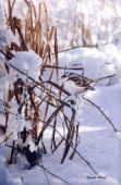 white crowned sparrow cps211