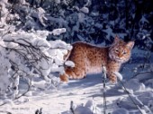 winter bobcat cps223