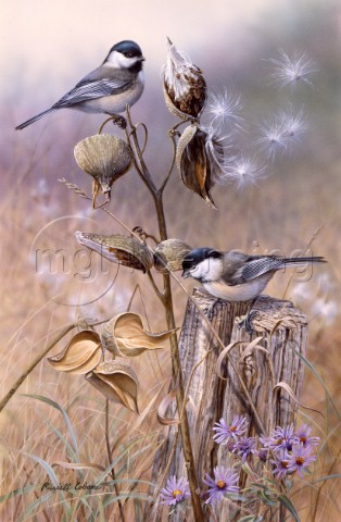 Chickadees and Aster cps327