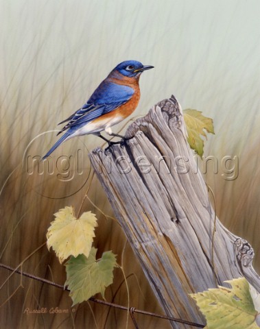 Fall Bluebird cps331