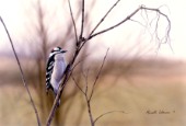 Graceful Perch Hairy Woodpecker cps345