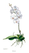 Phalaenopsis cps340