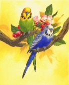 Budgies on Yellow Background