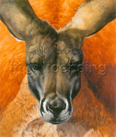 Kangaroo Portrait