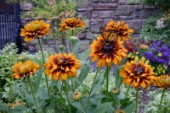 1013-Rudbekia and a butterfly