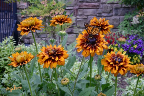 1013Rudbekia and a butterfly