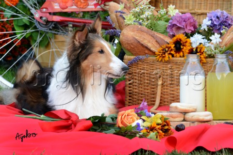 1775Red BicyclePicnic with  Sheltie dog