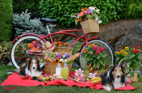 1790Red BicyclePicnic with  Sheltie dogs