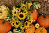2268-Sunflowers and Pumpkins