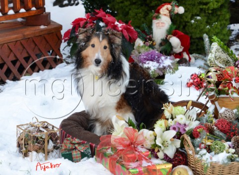 4362Christmas Presents with Sheltie dog on Snow