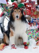 4936-Christmas Presents with Sheltie dog on Snow