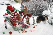 4968-Christmas Presents bicycle with Sheltie dog on Snow