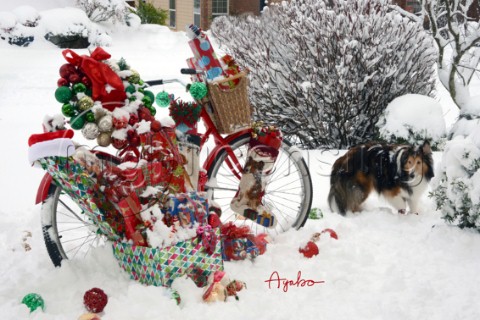 4968Christmas Presents bicycle with Sheltie dog on Snow