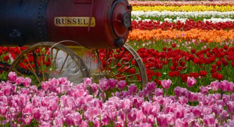 6432Russell Engine in the Tulip Field