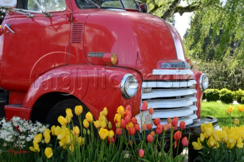 6614Red Truck and Tulips