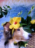 8571S-Yellow Hibiscus on Bebe-Sheltie Dog