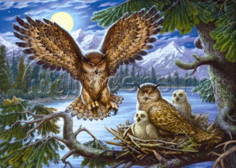 Night Owl Family