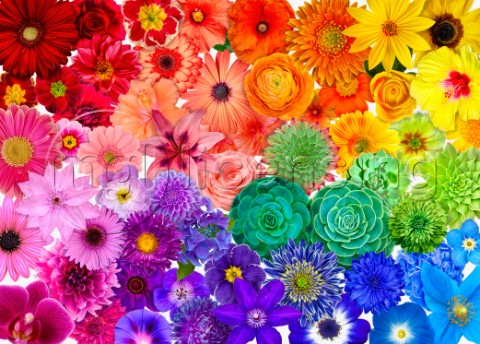 Rainbow Flower Power