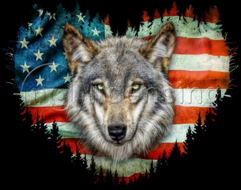 USA Wolf variant 2